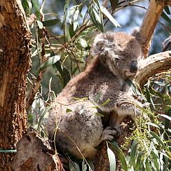 koala